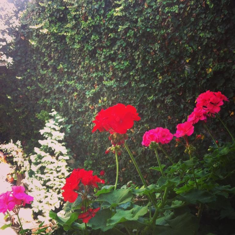 Vila Monica Bed & Breakfast Targu Mures Room photo